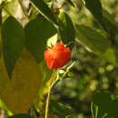 صورة Ipomoea rubriflora O'Donell