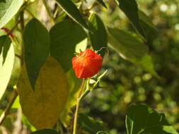 Ipomoea rubriflora O'Donell resmi