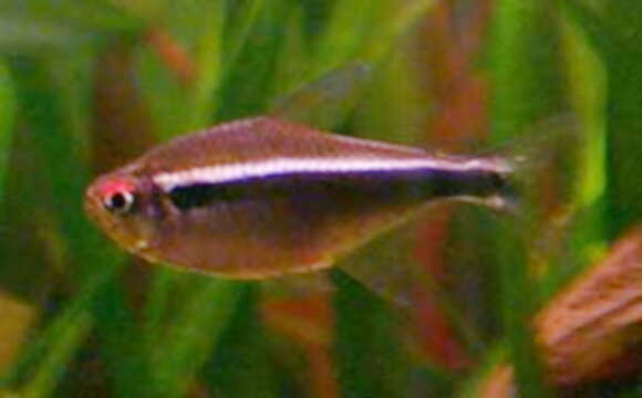 Image of Black neon tetra