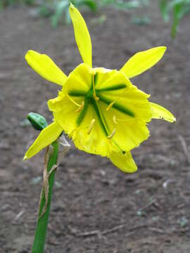 Image of Ismene amancaes (Ruiz & Pav.) Herb.