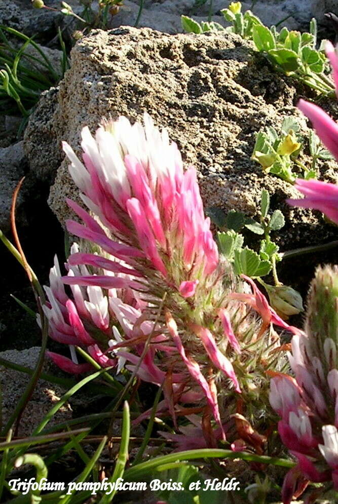 Image of Trifolium pamphylicum
