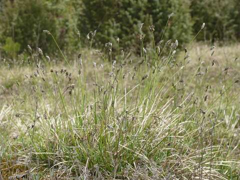 Image of blue moor-grass