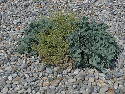 Image of sea kale