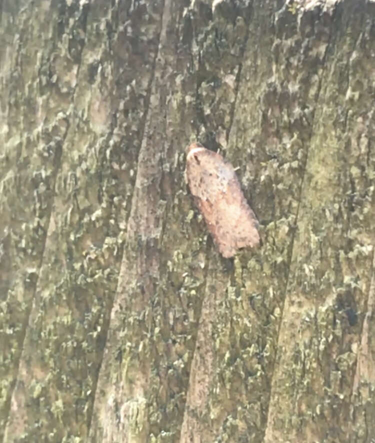 Image of Acleris schalleriana Linnaeus 1761