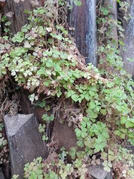 Image of Oxalis chnoodes A. Lourteig