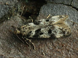 Image of Chionodes electella Zeller 1839