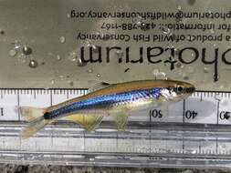 Image of Metallic Shiner