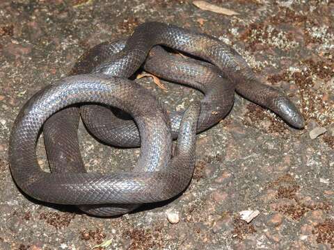 Image of Mole Viper