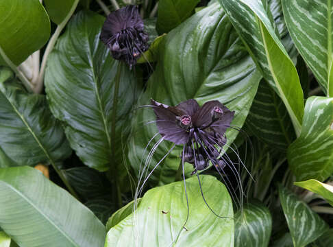 Image of black bat flower