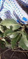 Image of Grindelia coronensis Adr. Bartoli & Tortosa