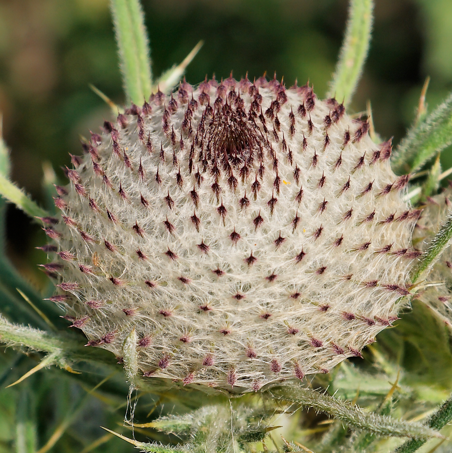 Image of Woolly thistle