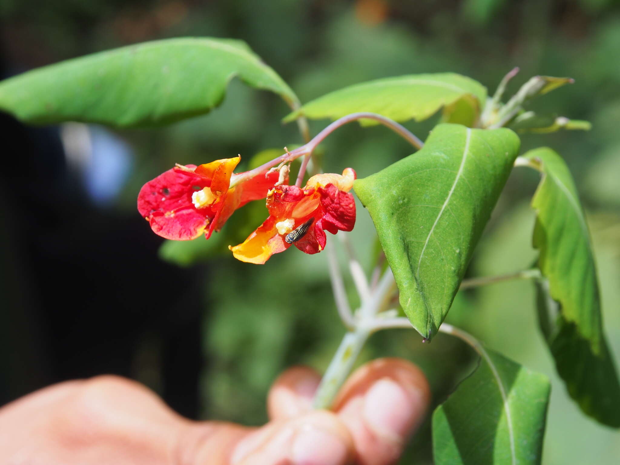 Image of Impatiens turrialbana J. D. Sm.