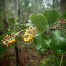 Imagem de Daviesia latifolia R. Br.