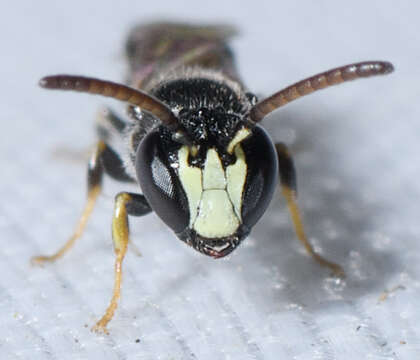 Слика од Hylaeus mesillae (Cockerell 1896)