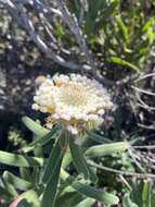 Image of Isopogon sphaerocephalus subsp. lesueurensis Rye