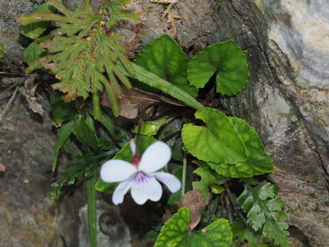 Imagem de Viola formosana Hayata