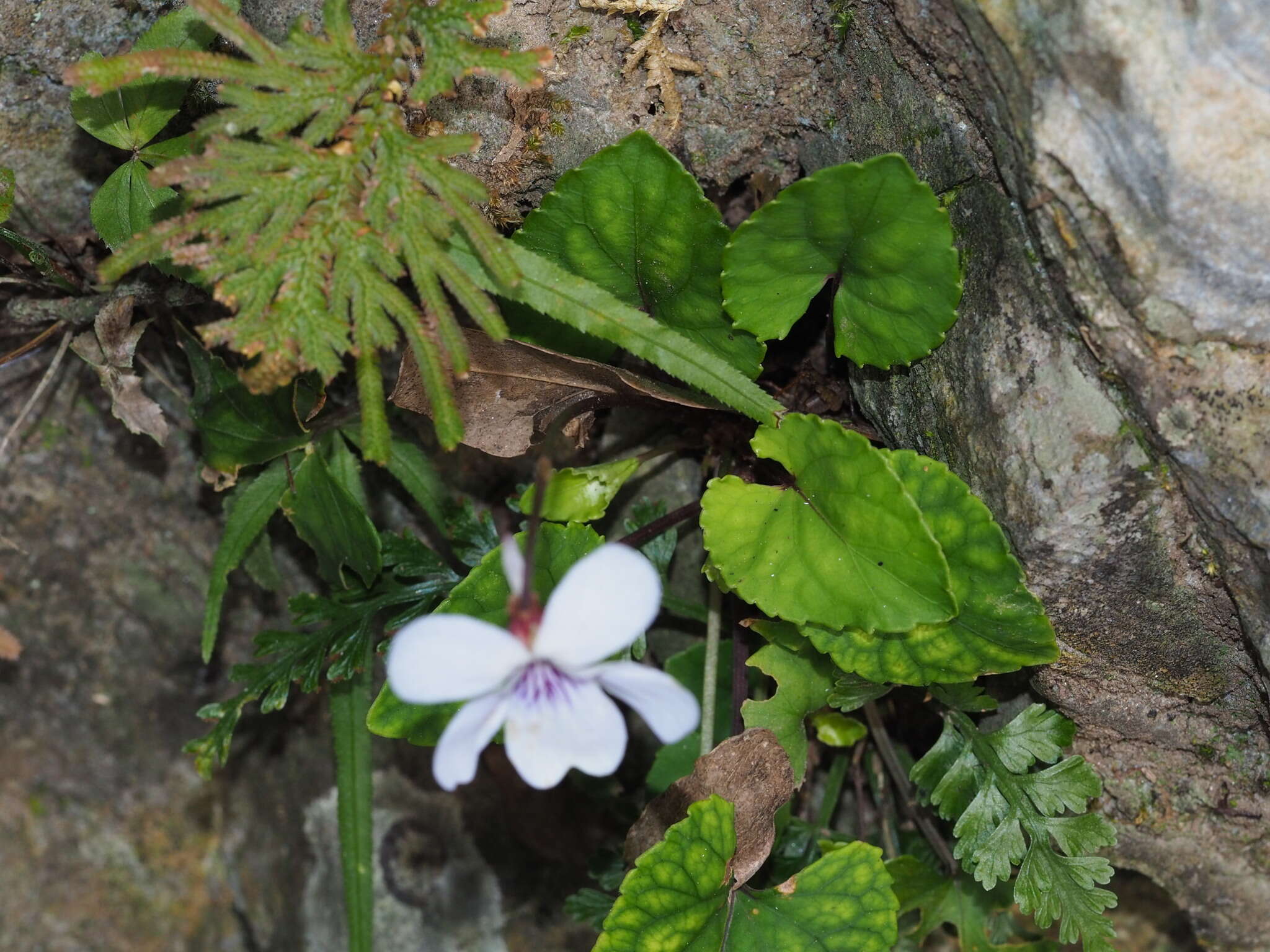 Imagem de Viola formosana var. kawakamii (Hayata) Wang