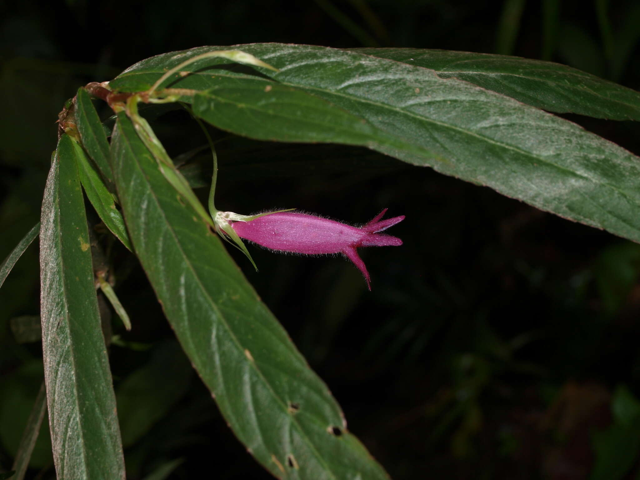 Image of Columnea filipes Oliver