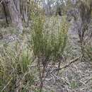 Image of Leptomeria drupacea (Labill.) Druce