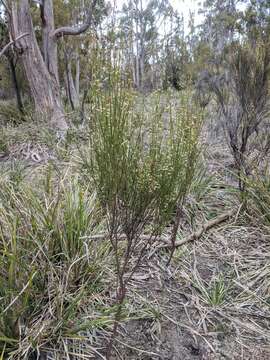 Image of Leptomeria drupacea (Labill.) Druce