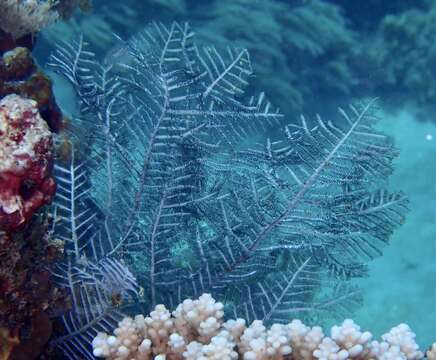 Image of Brown stinging hydroid