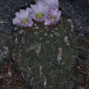 Image of Echinopsis spiniflora (K. Schum.) A. Berger