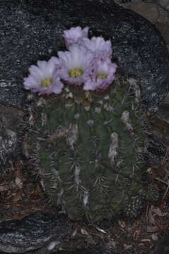 Image of Echinopsis spiniflora (K. Schum.) A. Berger