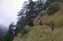 Image of Taiwan Fir