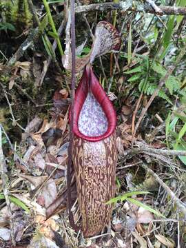 Image of Pitcher plant