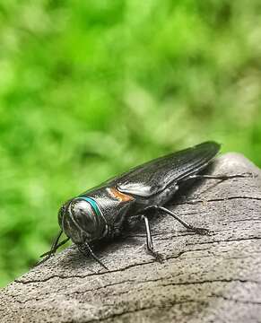 Image of Jewel beetle