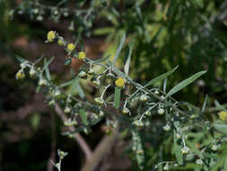 Image of Roman wormwood