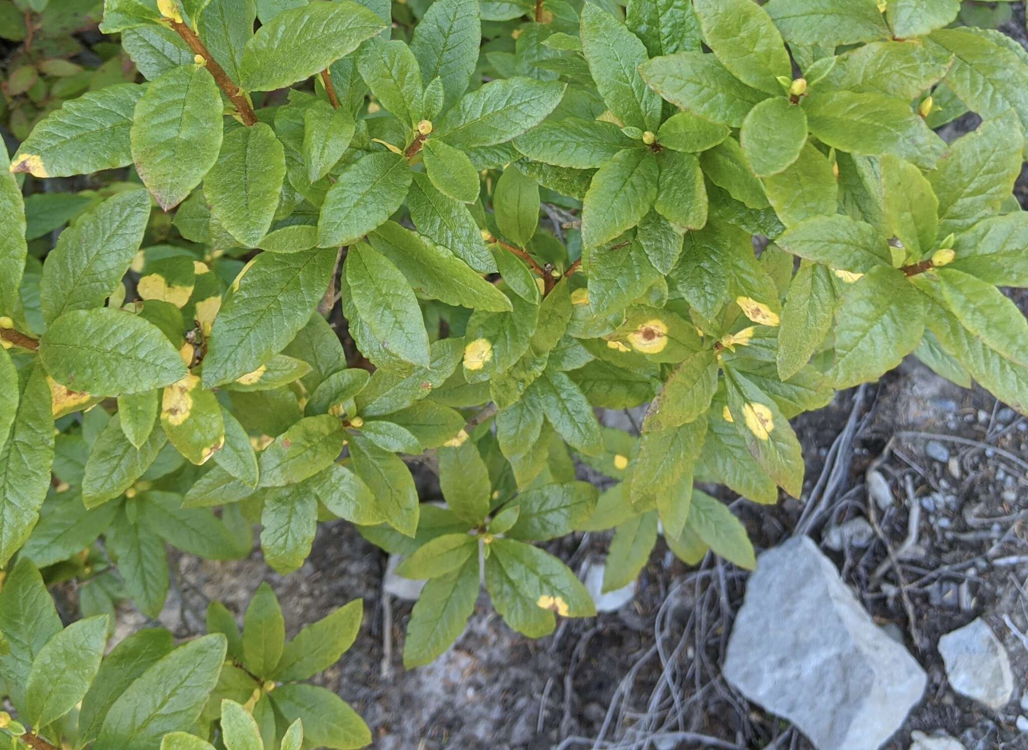 Exobasidium burtii Zeller 1934 resmi