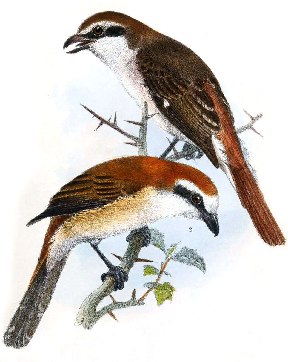 Image of true shrikes