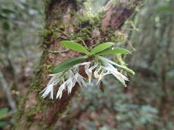 Image of Aerangis hyaloides (Rchb. fil.) Schltr.