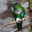 Image of Emerald-bellied Puffleg