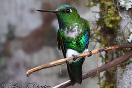 Image of Emerald-bellied Puffleg