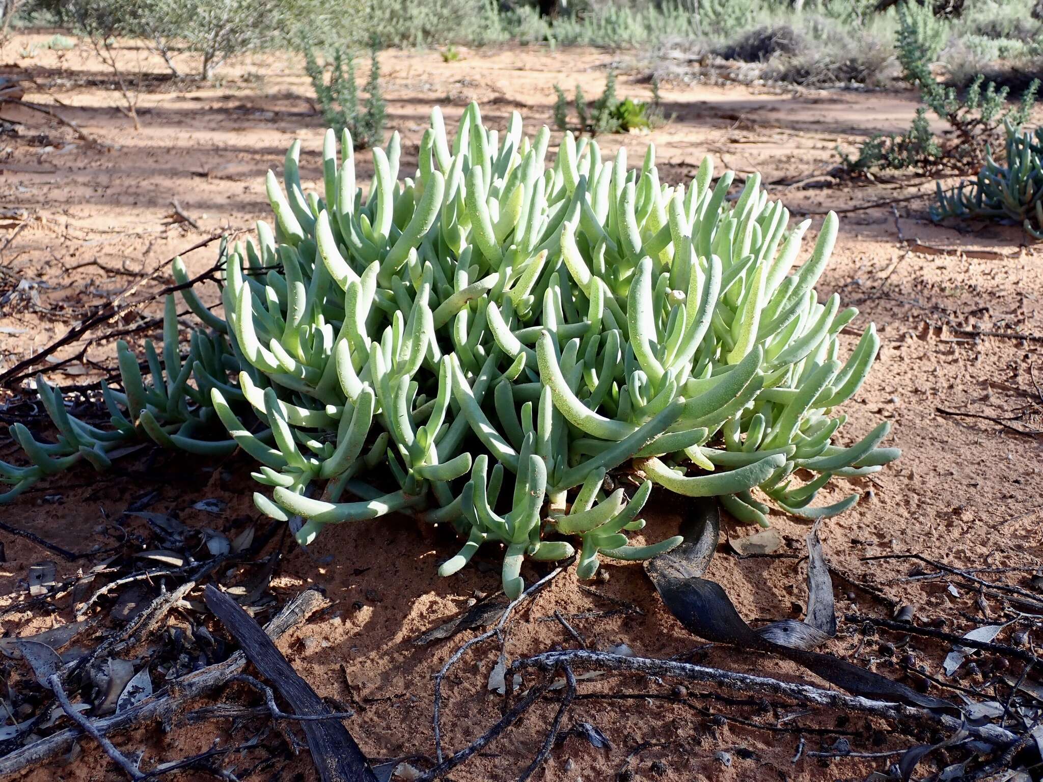 Sarcozona praecox (F. Müll.) S. T. Blake resmi