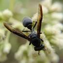 Image of Polybia simillima Smith 1862