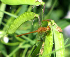 Image of Autumn Meadowhawk