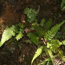 Слика од Blechnum appendiculatum Willd.