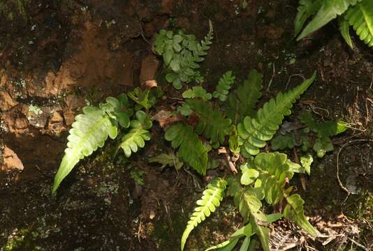 Image of palm fern