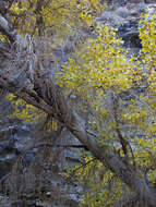 Image of Fremont cottonwood