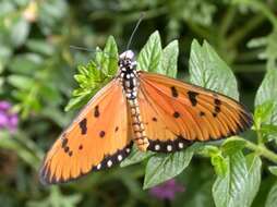 Image of Acraea terpsicore