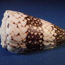 Image of Conus vidua Reeve 1843