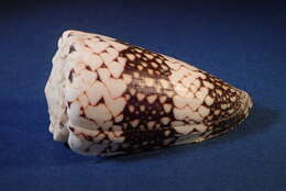 Image of Conus vidua Reeve 1843