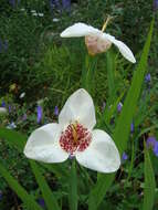 Image of Mexican Shellflower