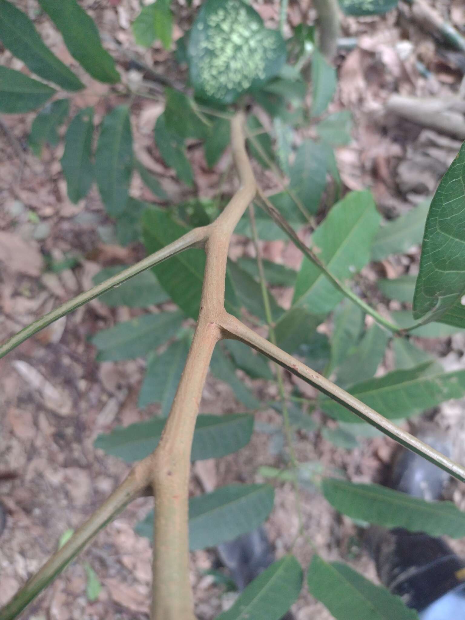 Image de Tapirira guianensis Aubl.