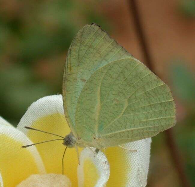 Image of Catopsilia pyranthe (Linnaeus 1758)