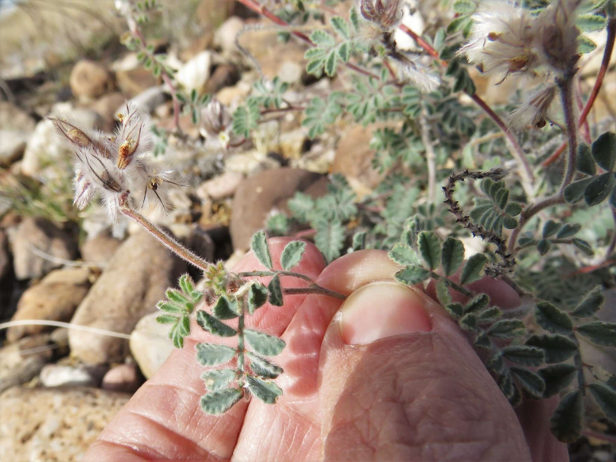 Image of downy prairie clover