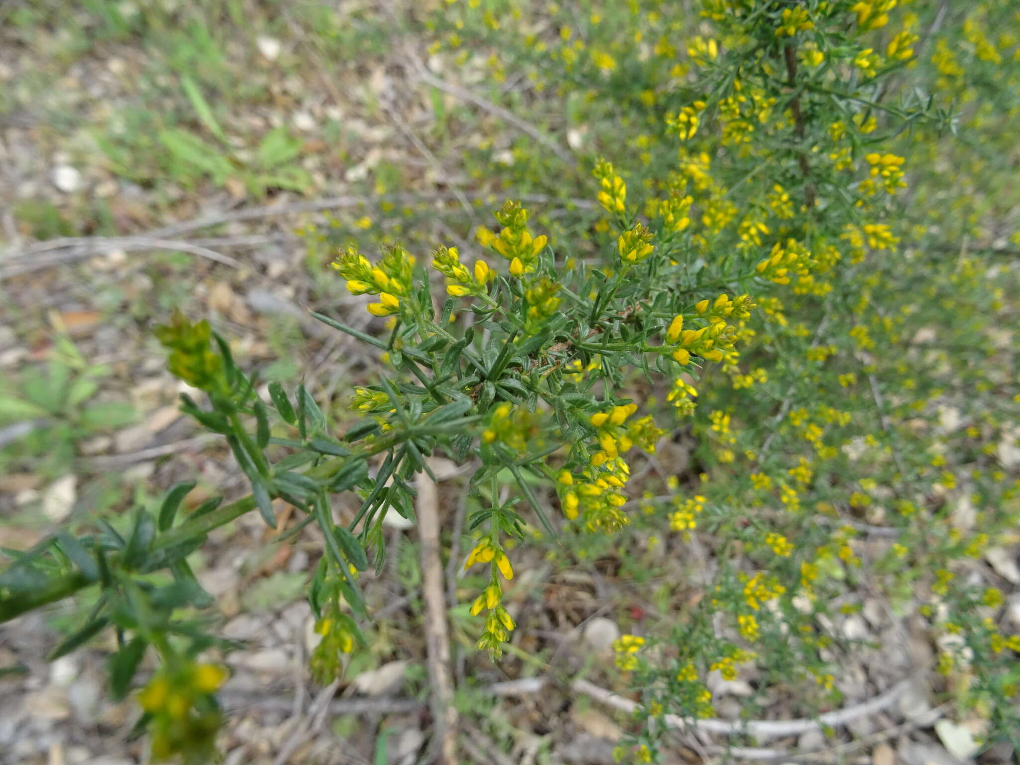 Image of Genista triacanthos Brot.